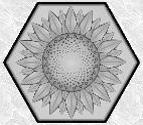 Stepping Stone Mold 015 - Hexagon - Sunflower